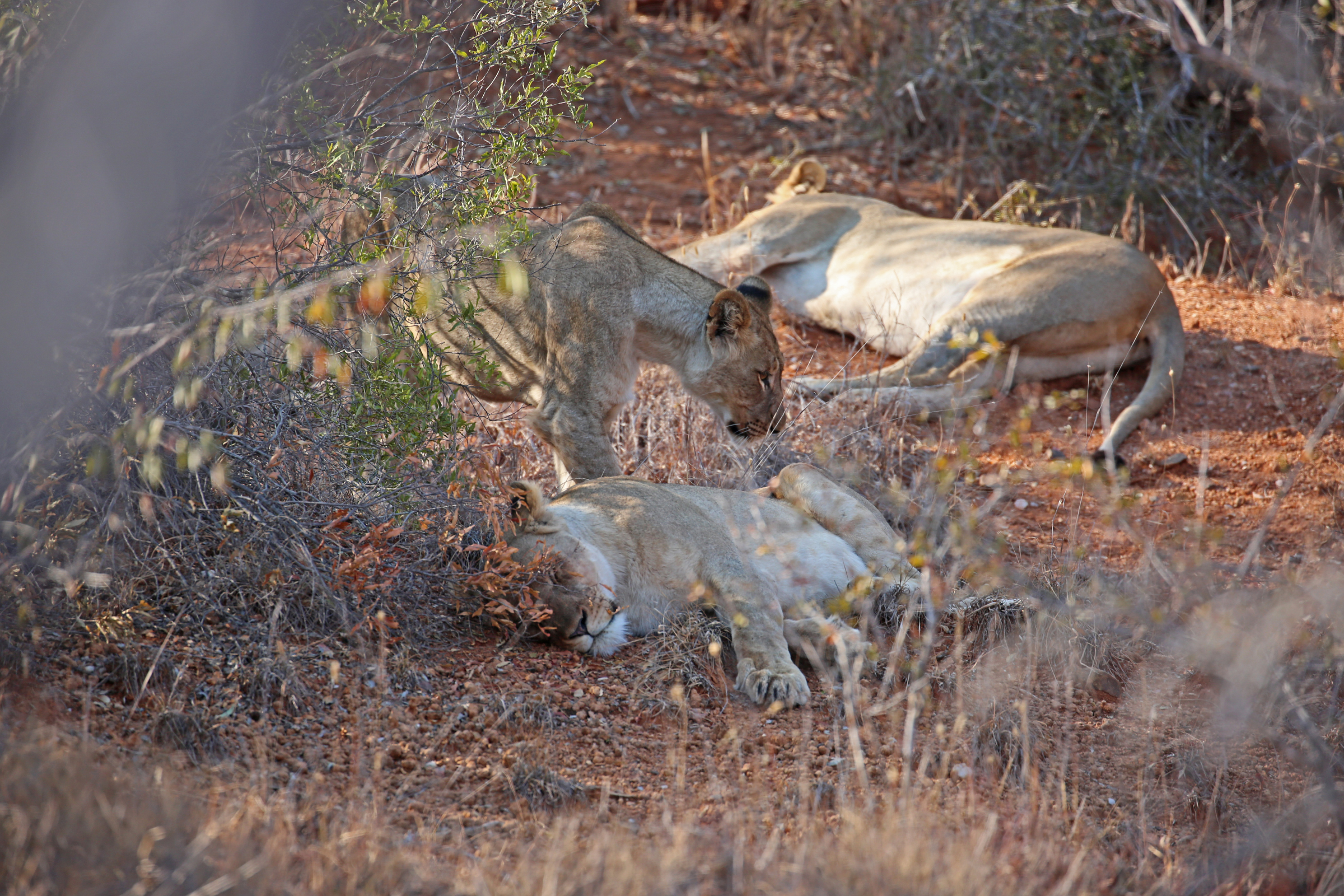 karongwe private game reserve (3).webp
